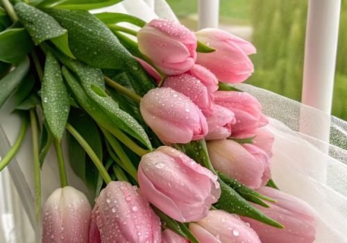 Tulip Flower Picture with Bright Colors